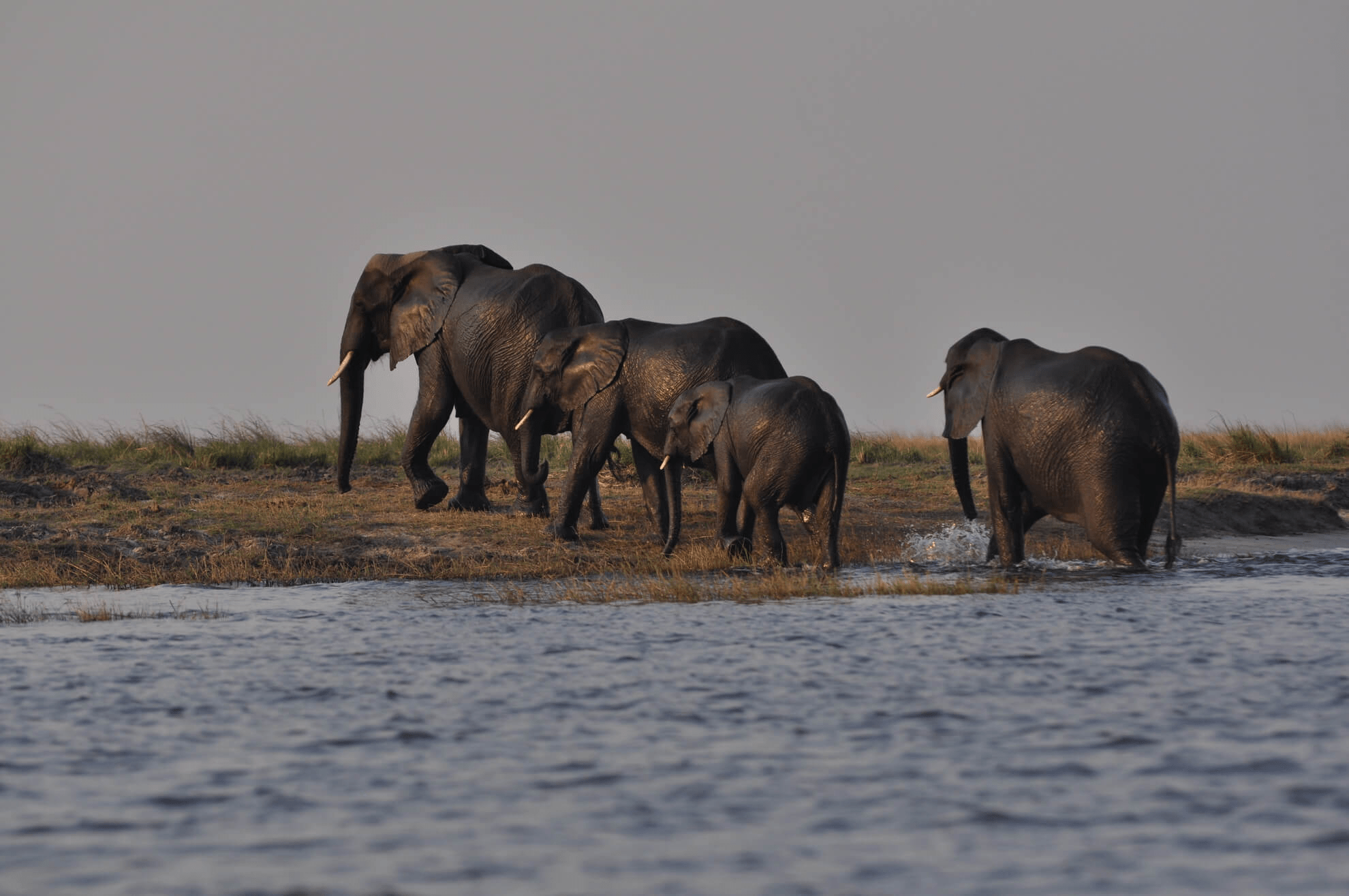 Chobe River Safari (Botswana)