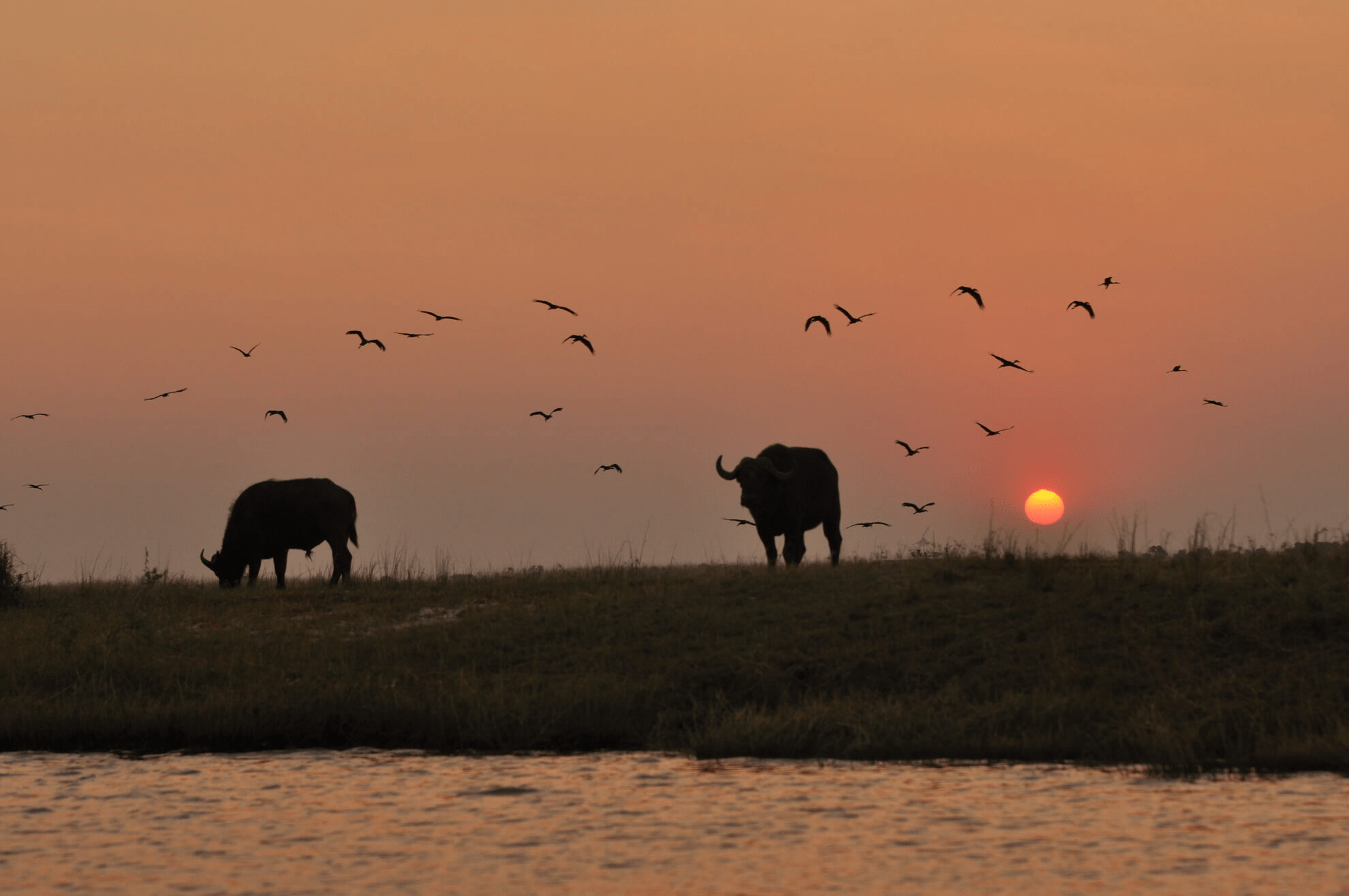 Hwange Full-Day Game Drive